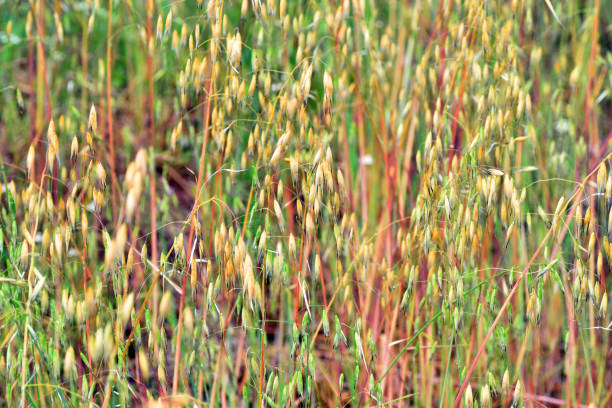 istock Wild oats (Avena sp.) in a meadow 1503282898