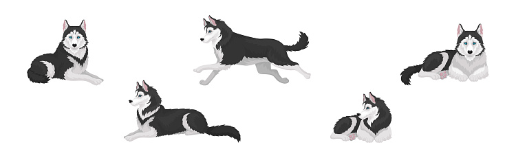 Siberian Husky White and Black Purebred Dog Breed Vector Set. Canine Animal in Various Poses