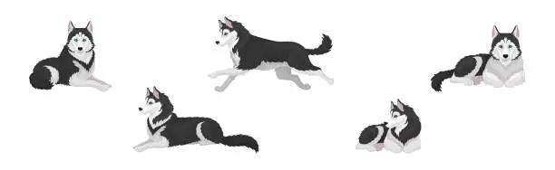 Vector illustration of Siberian Husky White and Black Purebred Dog Breed Vector Set