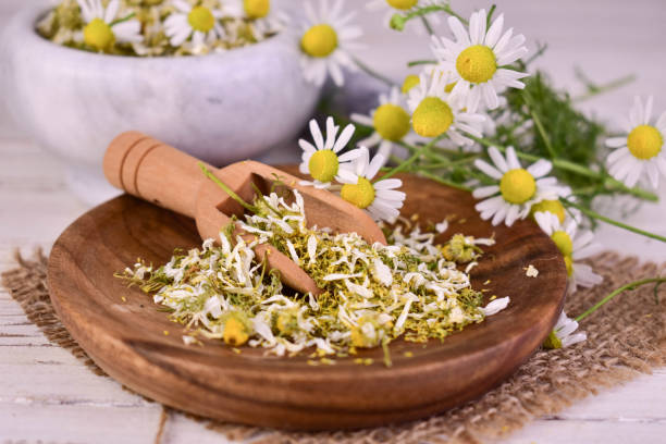 istock Dried chamomile for medicinal tea, homeopathic remedies. 1503283337