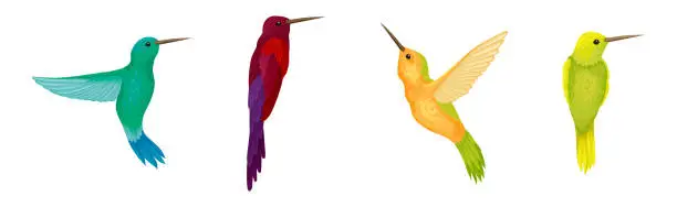 Vector illustration of Colorful Hummingbird Species with Long Beak Fluttering with Bright Wings Vector Set