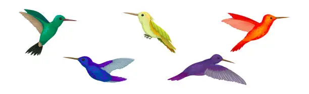 Vector illustration of Colorful Hummingbird Species with Long Beak Fluttering with Bright Wings Vector Set