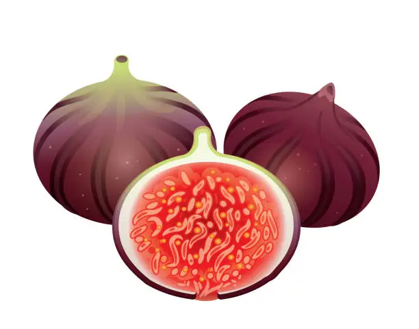 Vector illustration of Figs