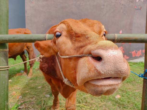 istock A Brown Cow looking at the camera 1503284098