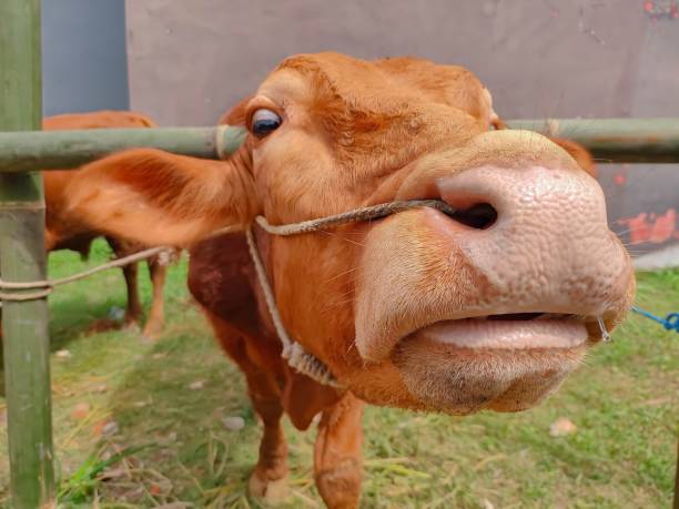istock A Brown Cow looking at the camera 1503284103