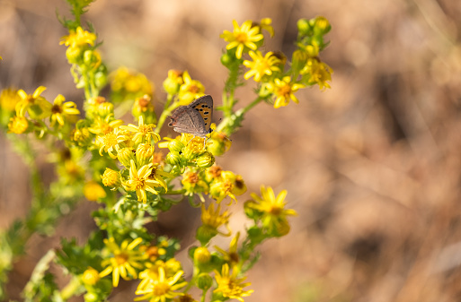 Tailed copper, Lycaena arota, feeding on the yellow flowers of the Solidago decurrens plant.