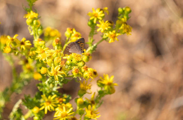tailed copper, lycaena arota, feeding on the flowers of the solidago decurrens plant. - small copper butterfly imagens e fotografias de stock