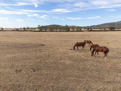A cabalada or herd of Spanish breed horses grazing in a meadow. Family of horses, mares and foals in Extremadura.
