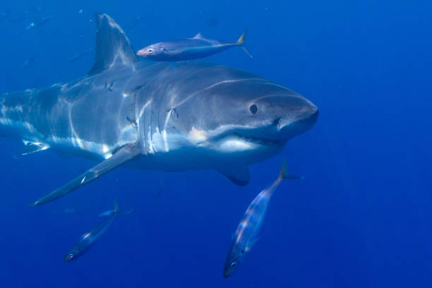 Great white shark stock photo