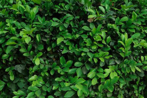 istock Beautiful background of fresh green leaf 1503288106