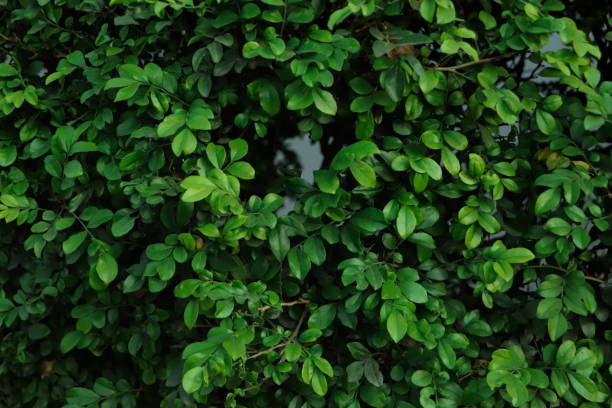 istock Green leaves pattern background, Natural background and wallpaper 1503288856
