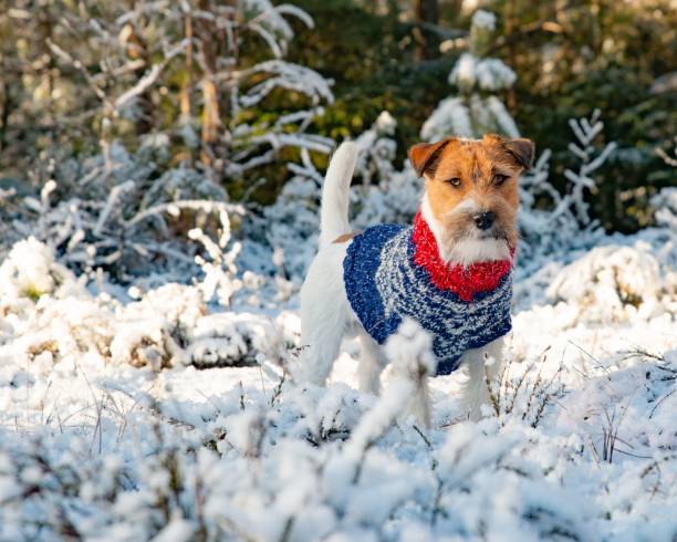 istock Jack Russell terrier standing on a snowy landscape on a sunny morning 1503288859