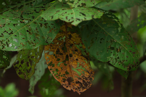 istock Texture closeup of fresh green leaf 1503288876
