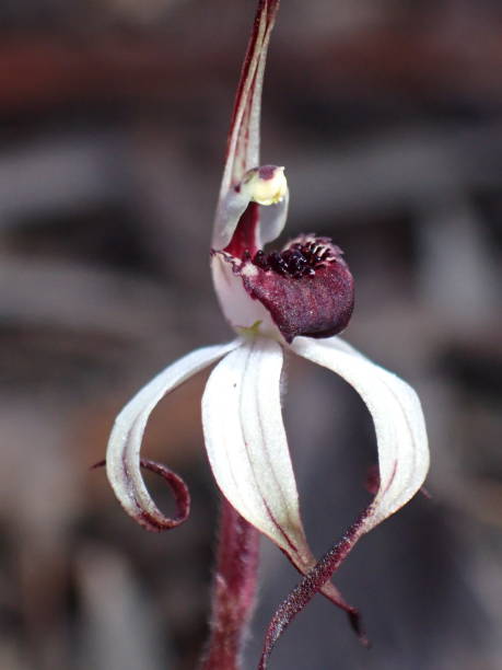 istock Winter spider orchid, tiny and well camouflaged 1503288943