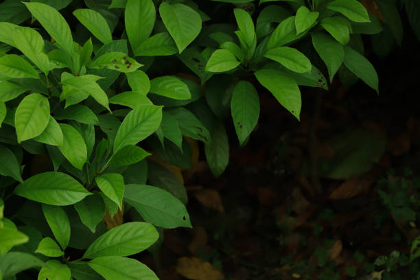 istock Fresh green leaf background with dark tone 1503289122
