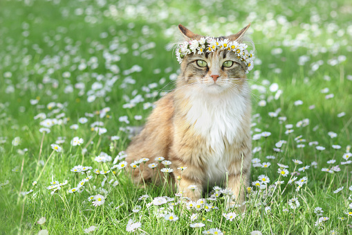 Portrait of pretty Cat in flowers wreath on green grass. Cat in a crown wreath of flowers sits in the grass in the garden. Kitten in a floral wreath with flowers of daisies. Greeting card. Chamomile