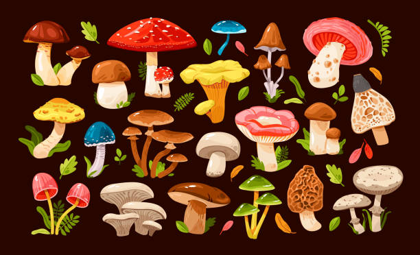 Mushrooms of various types set. Edible and poisonous mushrooms. Forest grass and leaves. Cartoon vector illustration. Mushrooms of various types set. Edible and poisonous mushrooms. Forest grass and leaves. Cartoon vector illustration. amanita stock illustrations
