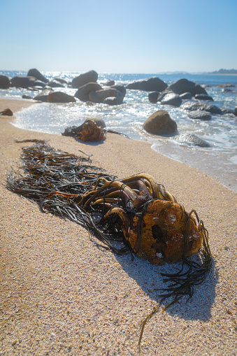 Durvillaea antarctica, also known as cochayuyo and rimurapa, is a large, robust species of southern bull kelp found on the coasts of Chile, southern New Zealand, and Macquarie Island.