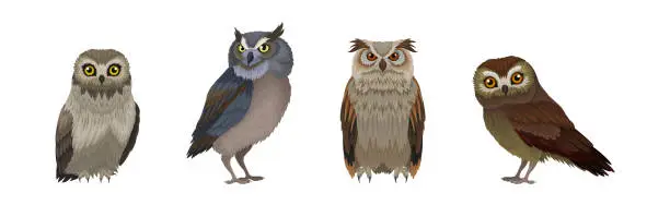 Vector illustration of Different Species of Owl as Nocturnal Bird of Prey with Hawk-like Beak and Forward-facing Eyes Vector Set