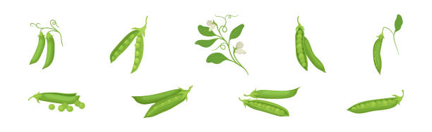 grüne erbsen in der schote als vektorsatz für landwirtschaftliche nutzpflanzen - green pea pea pod sweet food freshness stock-grafiken, -clipart, -cartoons und -symbole