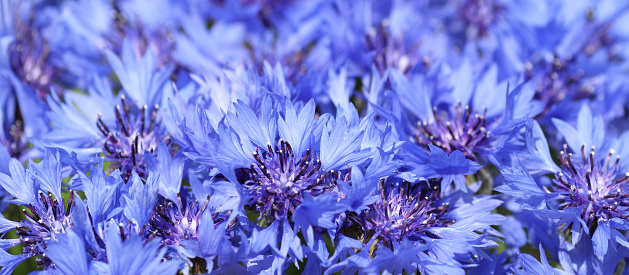 Bouquet of bright blue flowers. Blue flowers. Summer field plants. Green blurred background. Beautiful flower. Background full of blue Cornflowers . Close-up Cornflower. Cornflower texture
