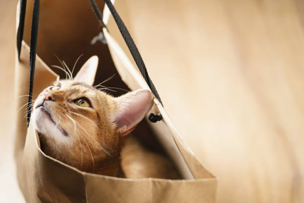istock young abyssinian cat in bag on table 1503293152