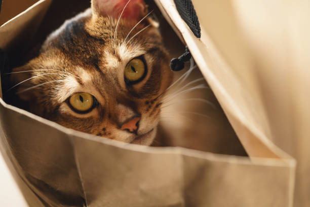 istock young abyssinian cat in bag on table 1503293190