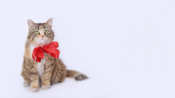 istock Kitten with red ribbon. 1503293195