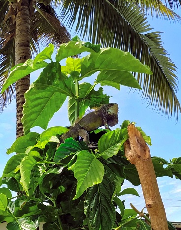A green Iguana climbing a noni tree under palms, Montanita, Ecuador