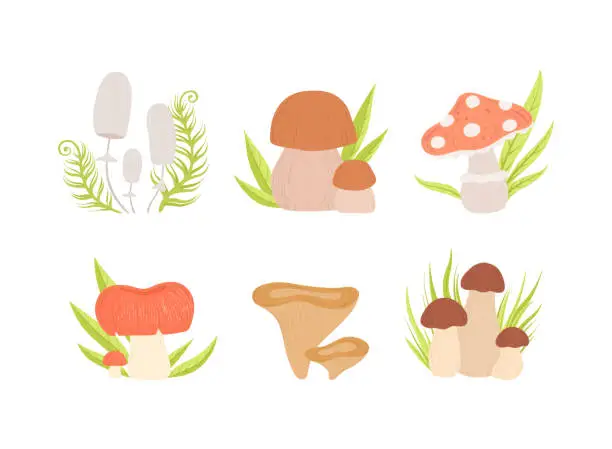 Vector illustration of Forest Mushrooms with Stem and Cap Growing in Green Grass Vector Set