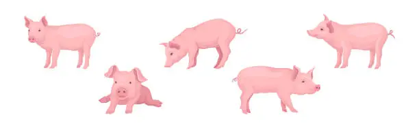 Vector illustration of Funny Pink Pig with Snout in Different Pose Vector Set