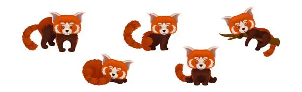 Vector illustration of Cute Red Panda as Rare Pet from Zoo in Different Pose Vector Set