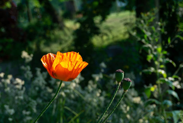 Translucent orange petals in the rays of sunset look fantastic