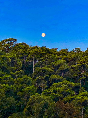 forest against blue sky and full moon