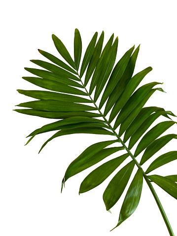 Tropical plant branch, areca palm, isolated on blank background. Graphic resource