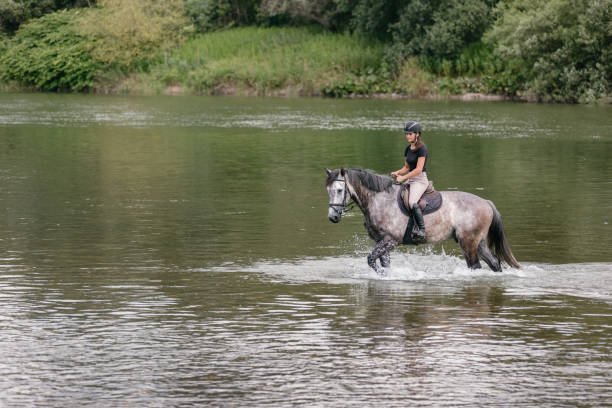 istock Front view of a horse splashing the water while walking the river 1503297445