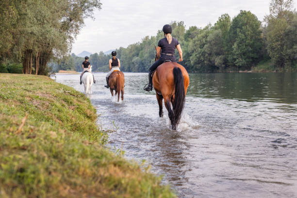 istock Three female riders crossing the river by riding horses 1503298054