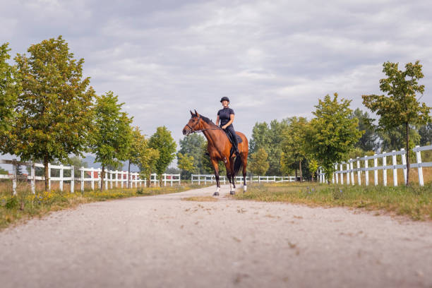 Female rider, horseback riding along the trail that leads between white wood fences and fields. Equestrian leisure activity concept.
