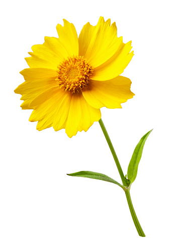 Yellow flower with a stem close-up on a white background. Isolated