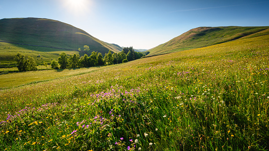 The upland Hay Meadows of Northumberland National Park in the Cheviot Hills at Barrowburn are rare and is a SSSI