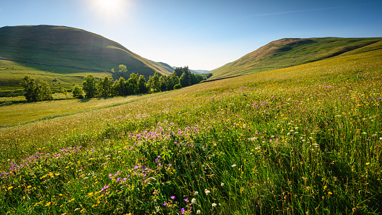 Idyllic summer rural landscape, Tuscany, Italy