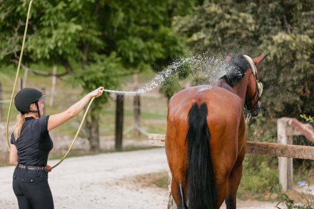 istock Young woman washing her horse 1503298935