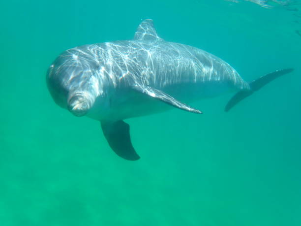 istock Bottle-nosed dolphin swimming past 1503299064
