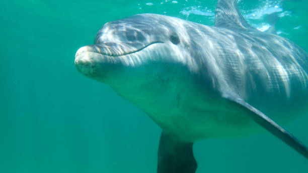 istock Bottle-nosed dolphin swimming past 1503299087