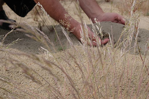 Dune grass or sand grass. In the background, a man plays with sand. Sand therapy. Sustainable lifestyle.