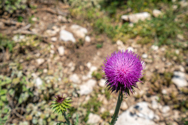 wild flower