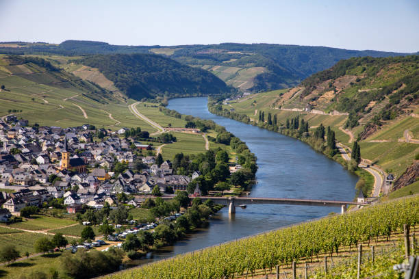 istock scenic Mosel river loop at Trittenheim, with green vineyards 1503301229