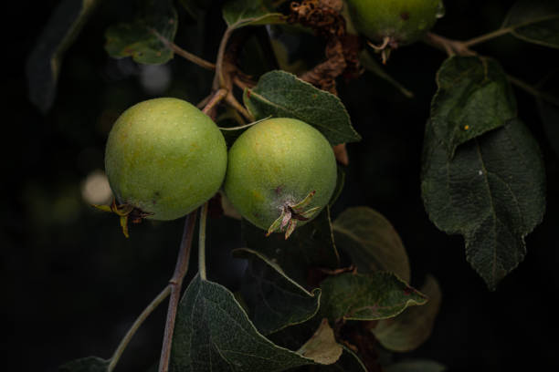 istock Green unripe apples on a tree branch among the leaves 1503301276