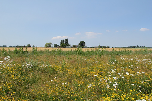 a verge with yellow clovers and white marguerites and other flowers in front of a wheat field in the dutch countryside