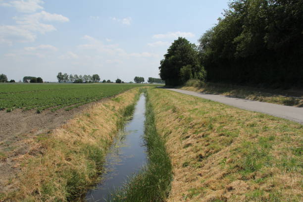 istock a ditch with ruhses along a field with green crops 1503303160